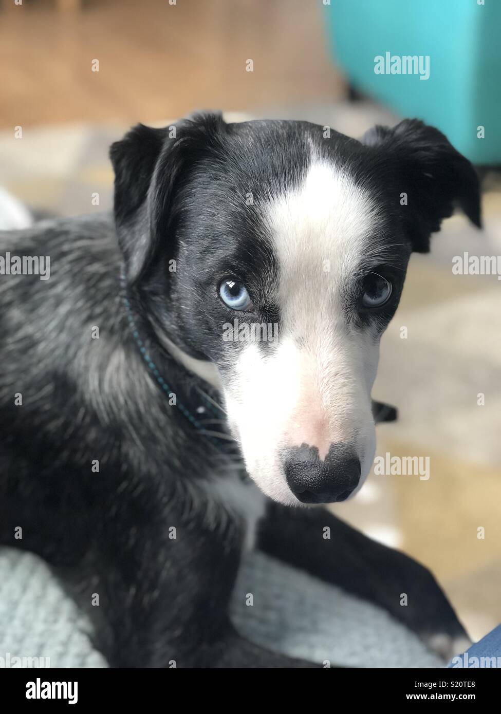 Los Cachorros Tienen Ojos Azules