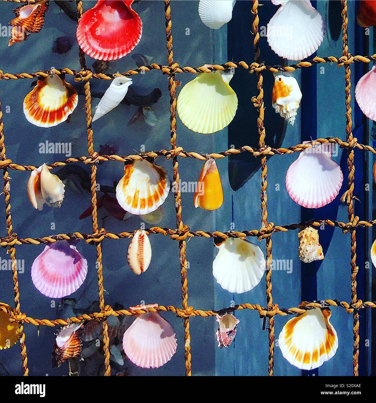 Conchas marinas Foto de stock