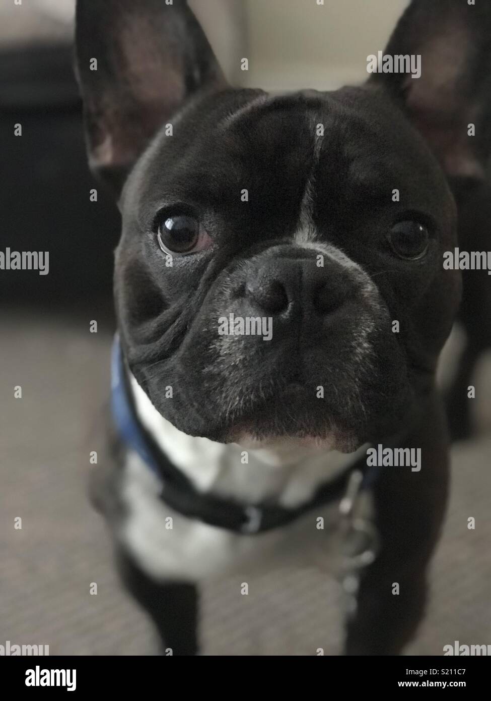 Walter el Perro Fotografía de stock - Alamy