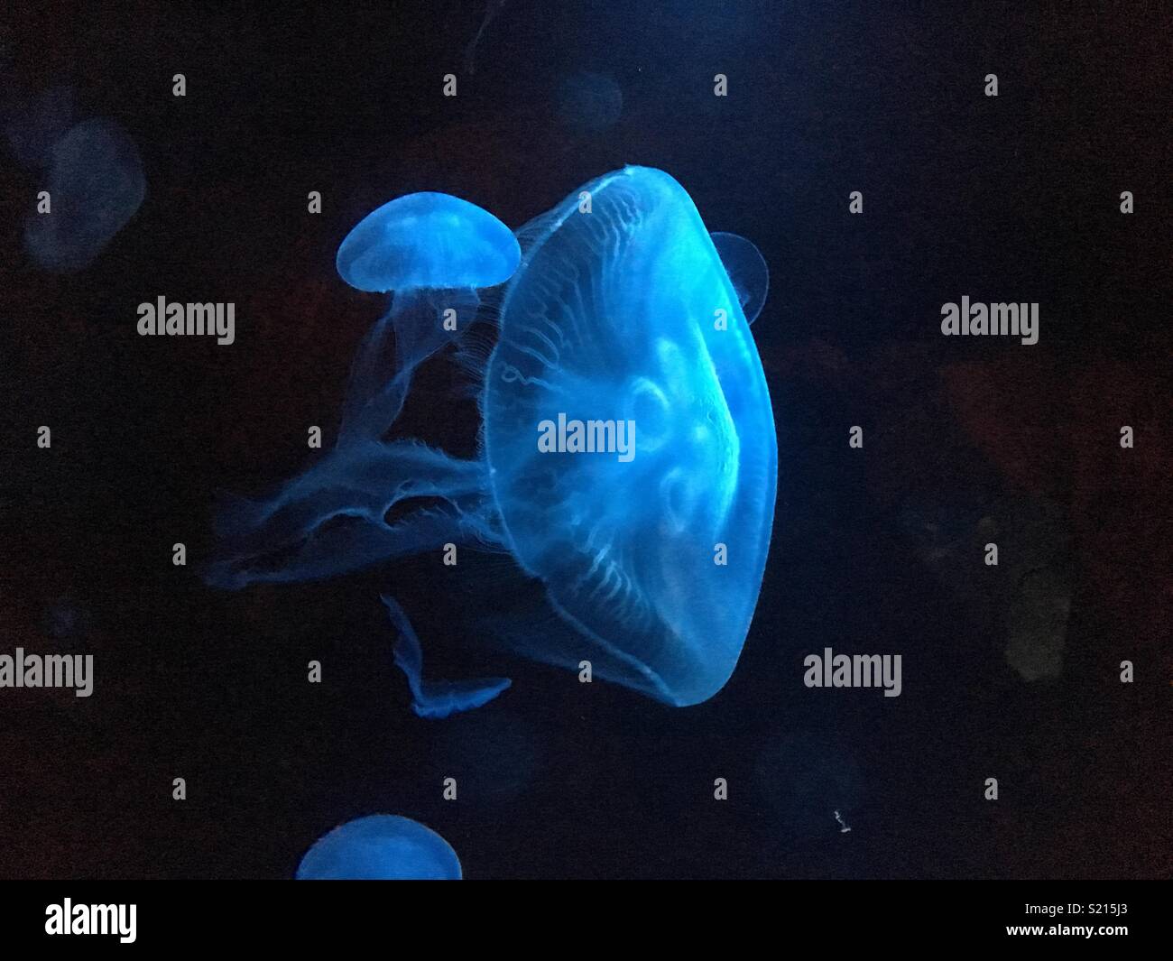 Las medusas iluminada Foto de stock