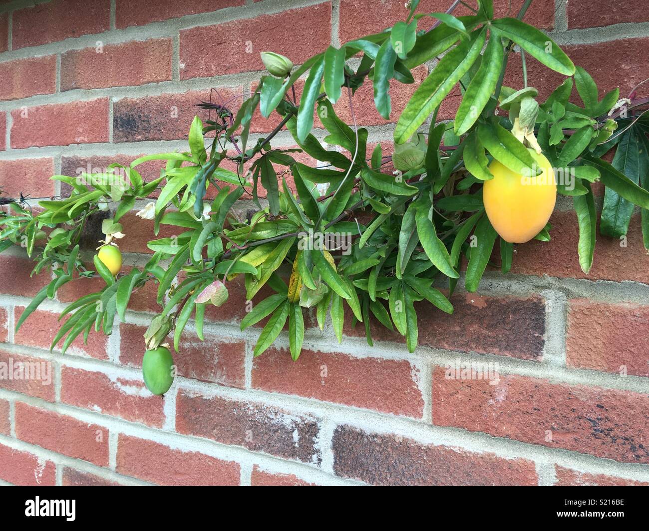 Untado por favor confirmar la nieve Passion fruit plant fotografías e imágenes de alta resolución - Alamy