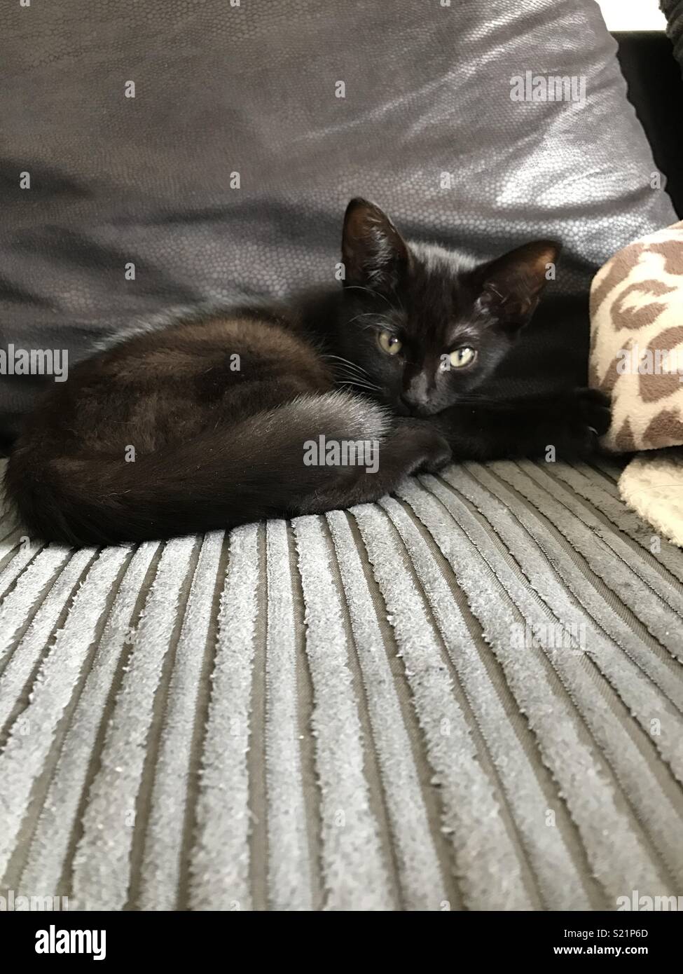Negro pequeño gatito durmiendo en un sofá de cable Foto de stock