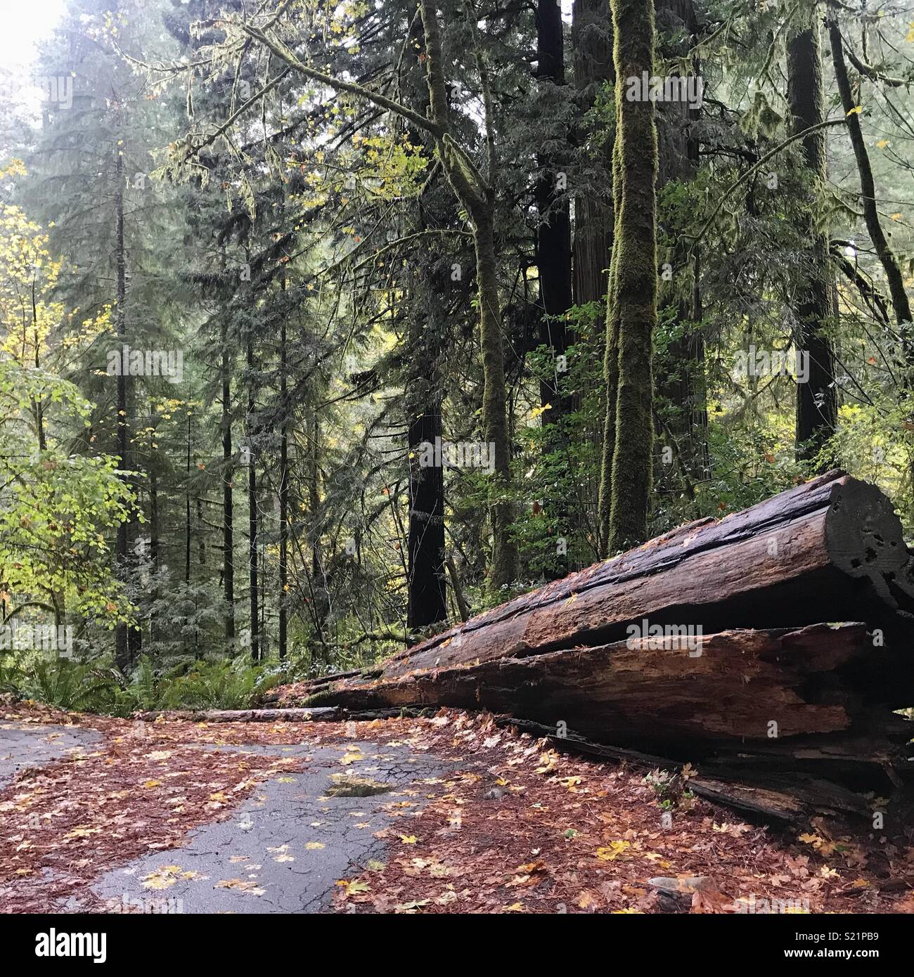 Jedediah Smith Redwoods State Park Foto de stock