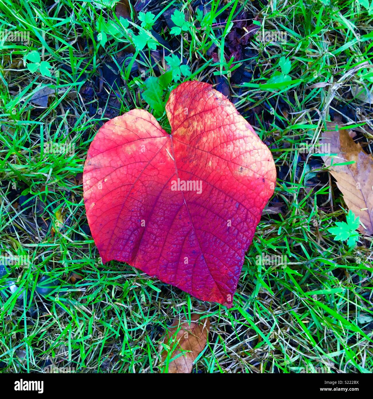 Una gran caída de hojas en forma de corazón. Foto de stock