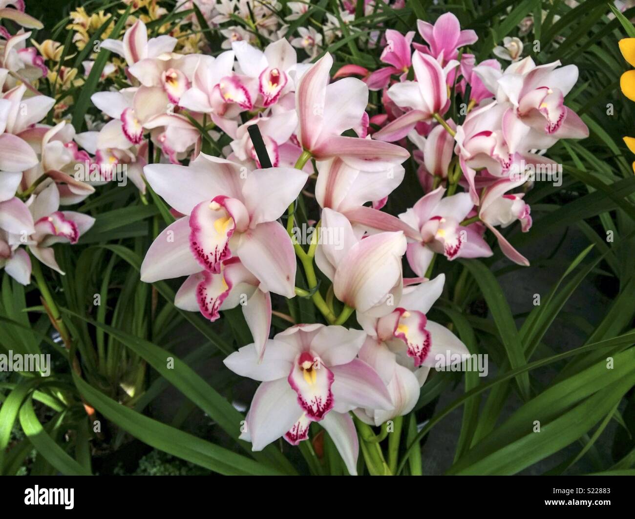 Las orquídeas para la venta. Cymbidium Fotografía de stock - Alamy