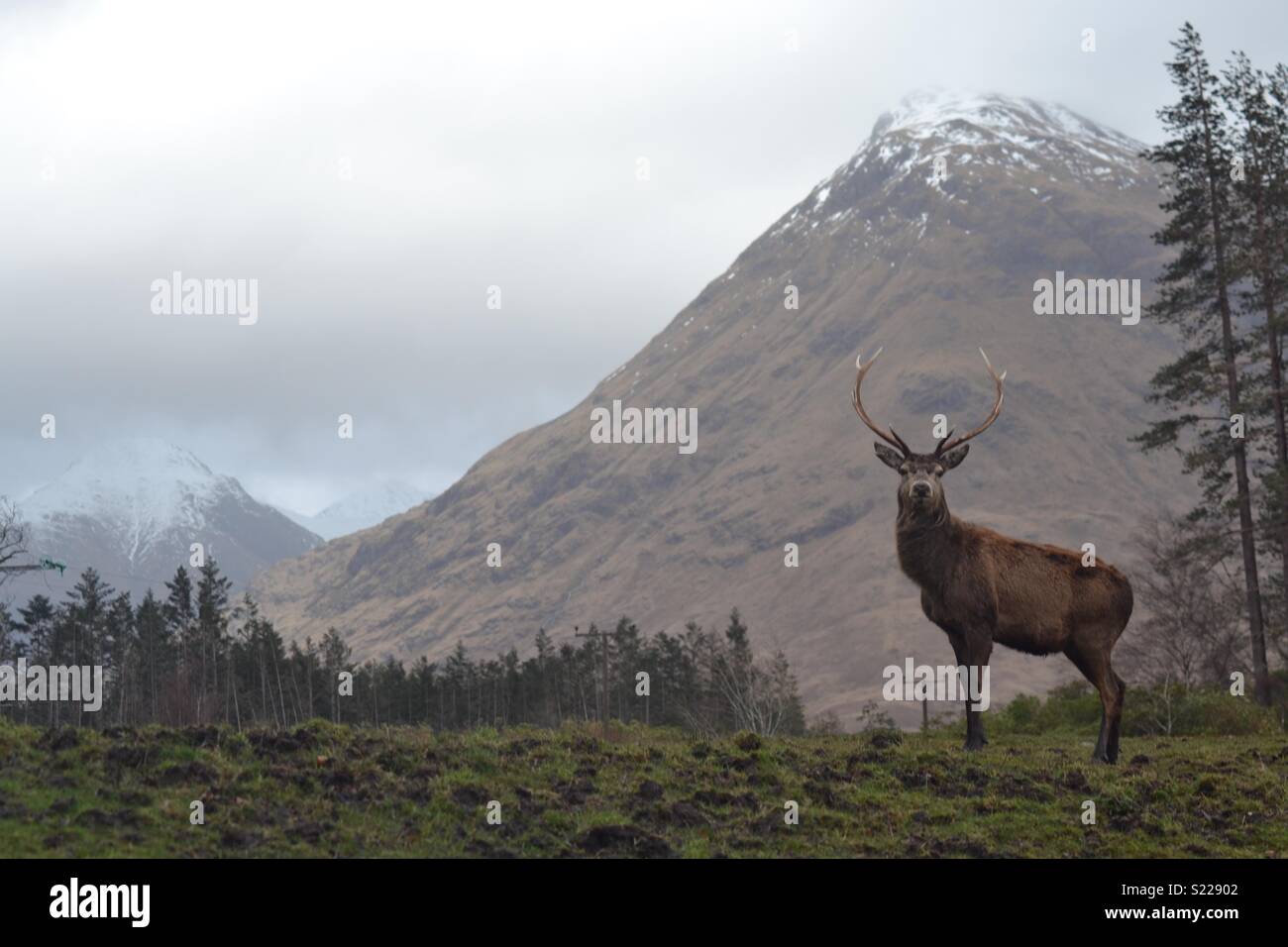 Guapo Stag delante de dos montañas nevadas en Glen Etive, Escocia Foto de stock