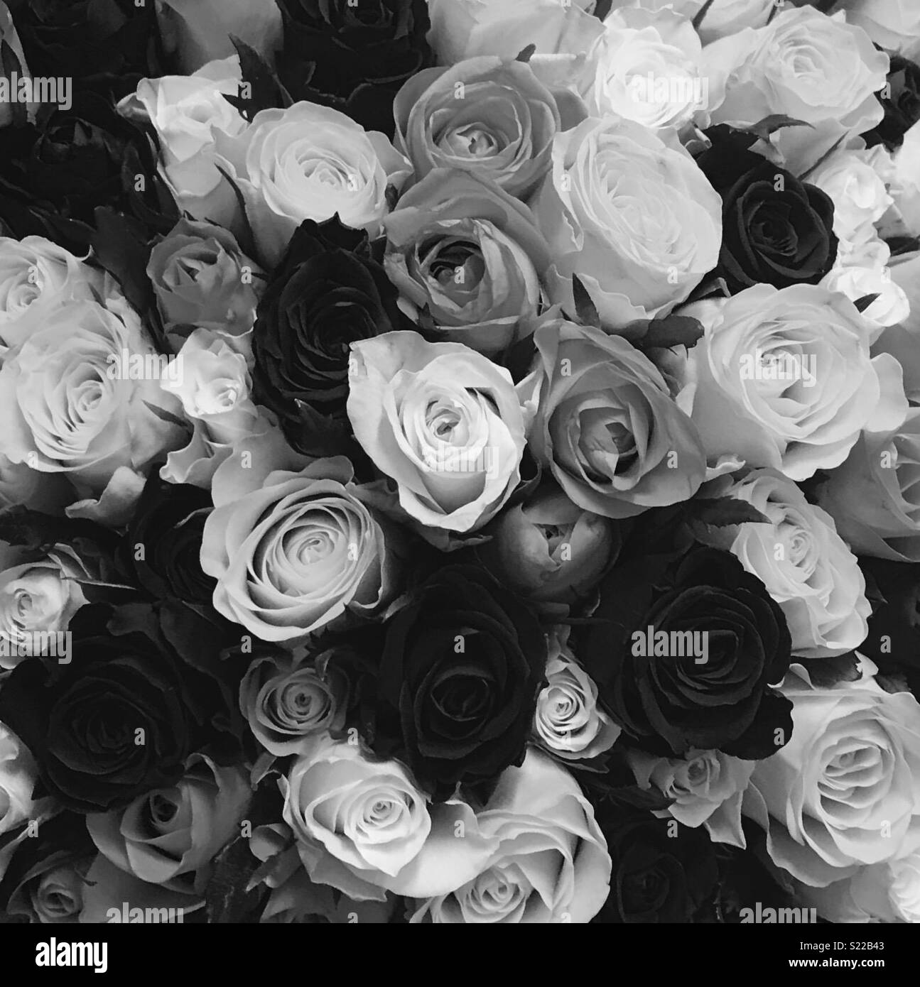 Negro gris rosas Fotografía de stock - Alamy
