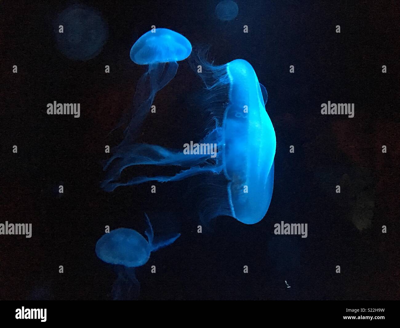 Tres medusas iluminada Foto de stock
