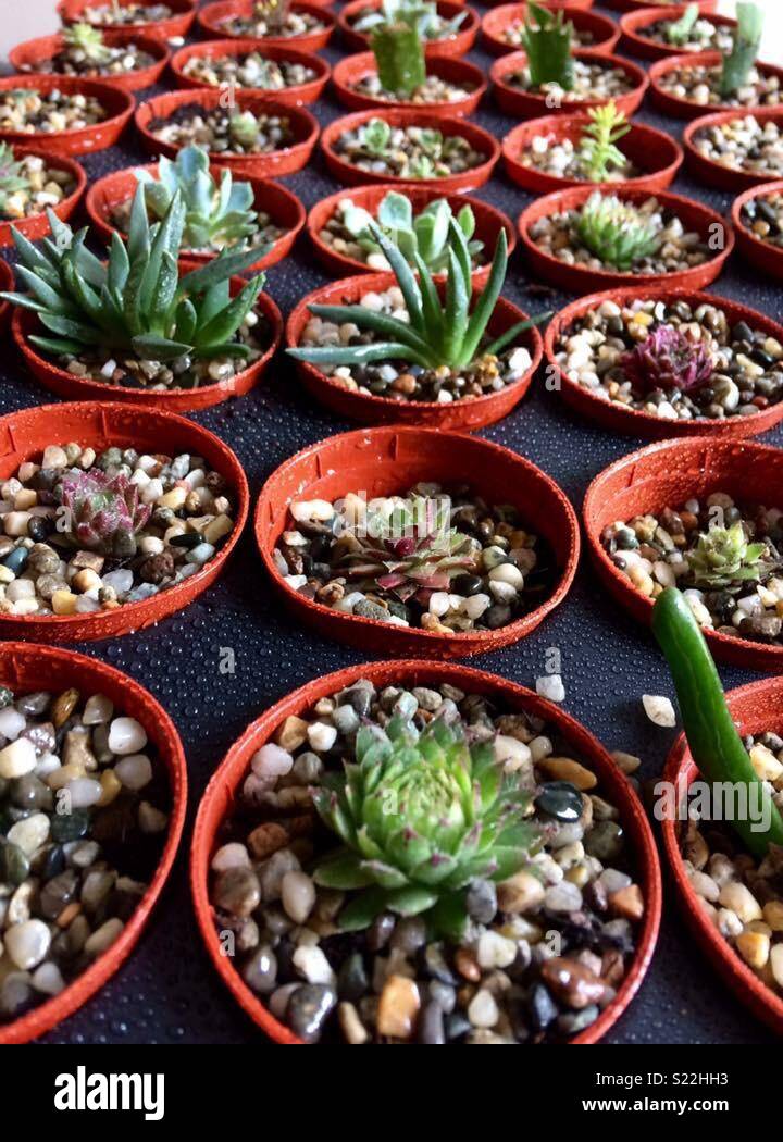 Esquejes de cactus suculentas Fotografía de stock - Alamy