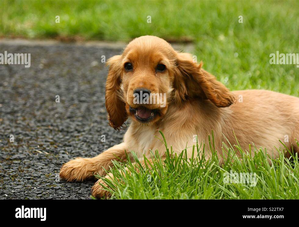 Cachorro Cocker Spaniel dorado Fotografía de stock - Alamy