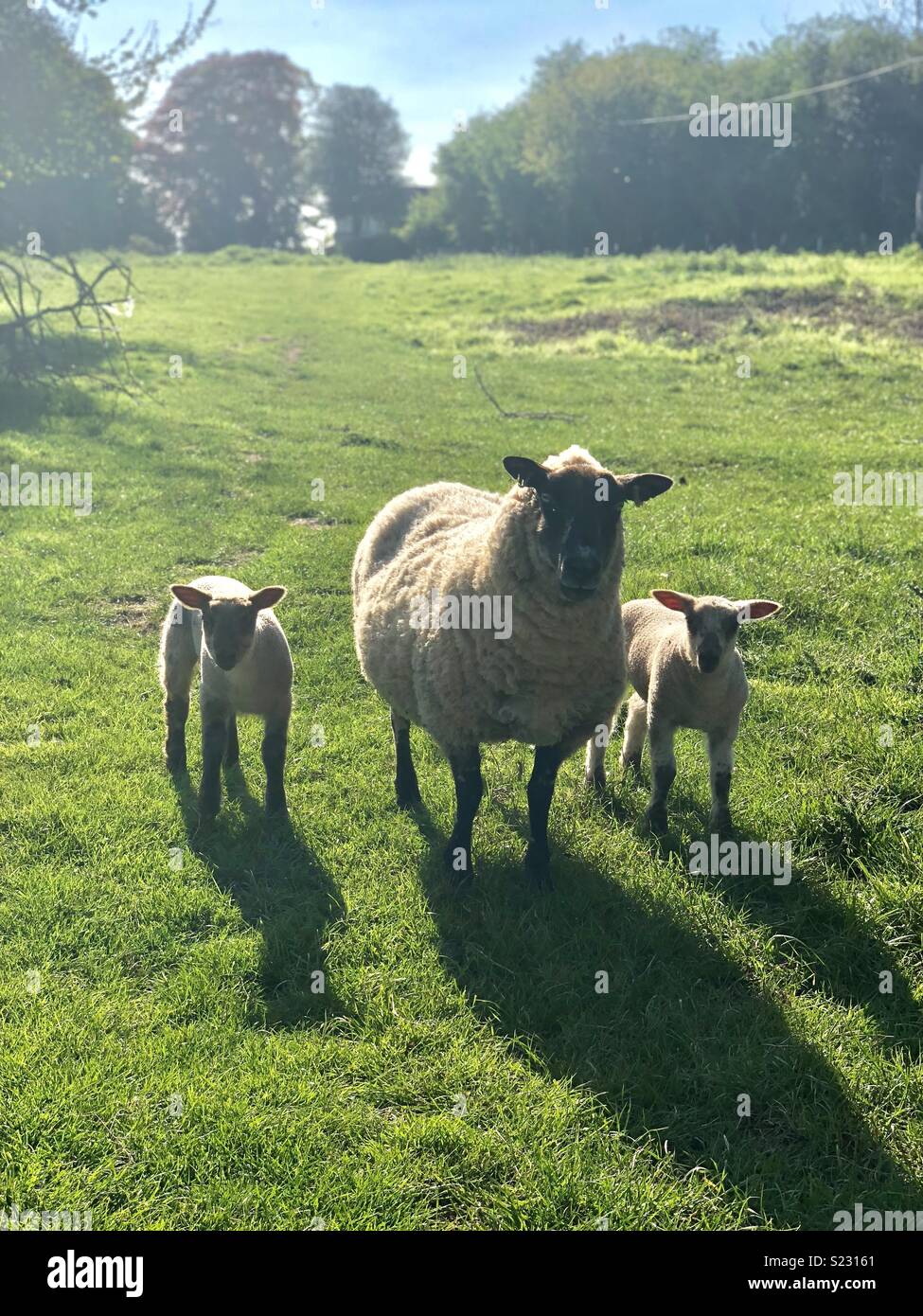 Los corderos de oveja iPhone vertical Foto de stock