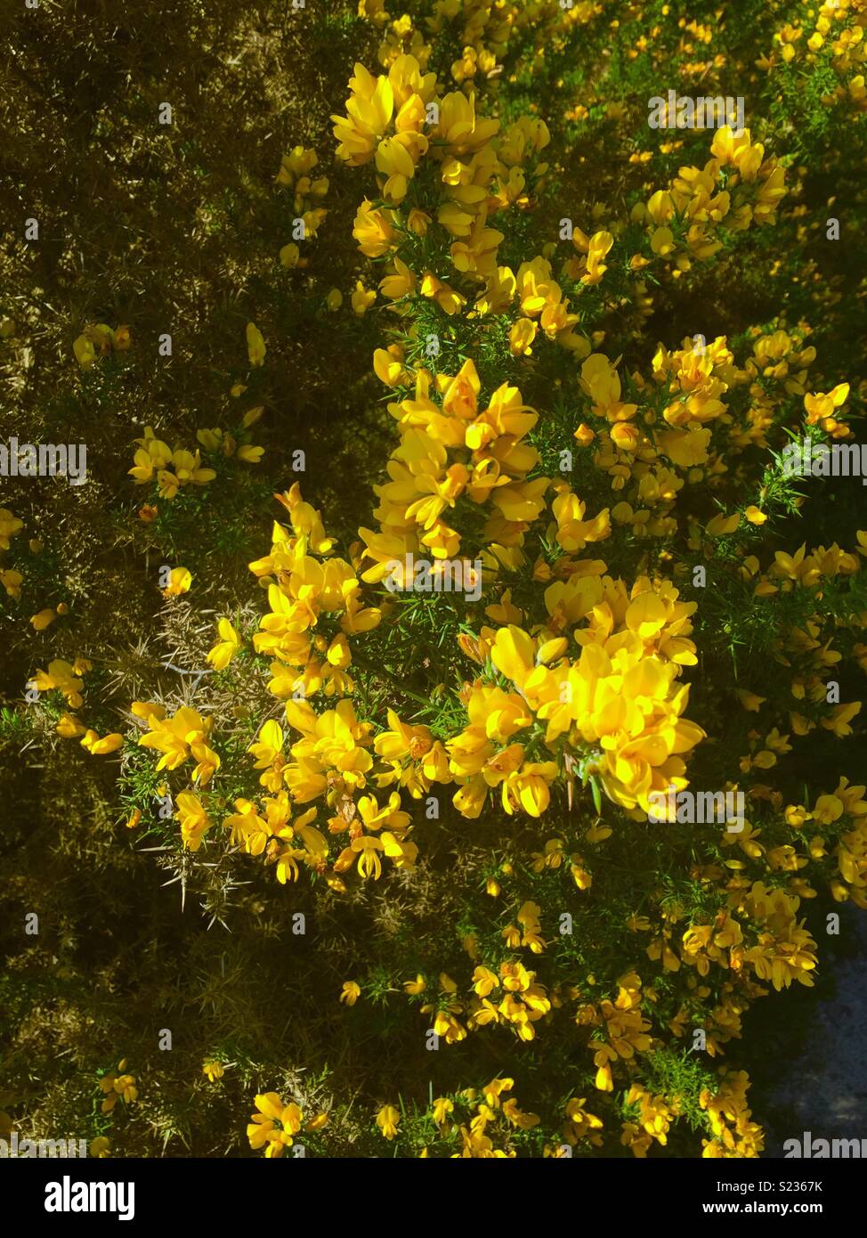 Flores amarillas en una espina bush Foto de stock