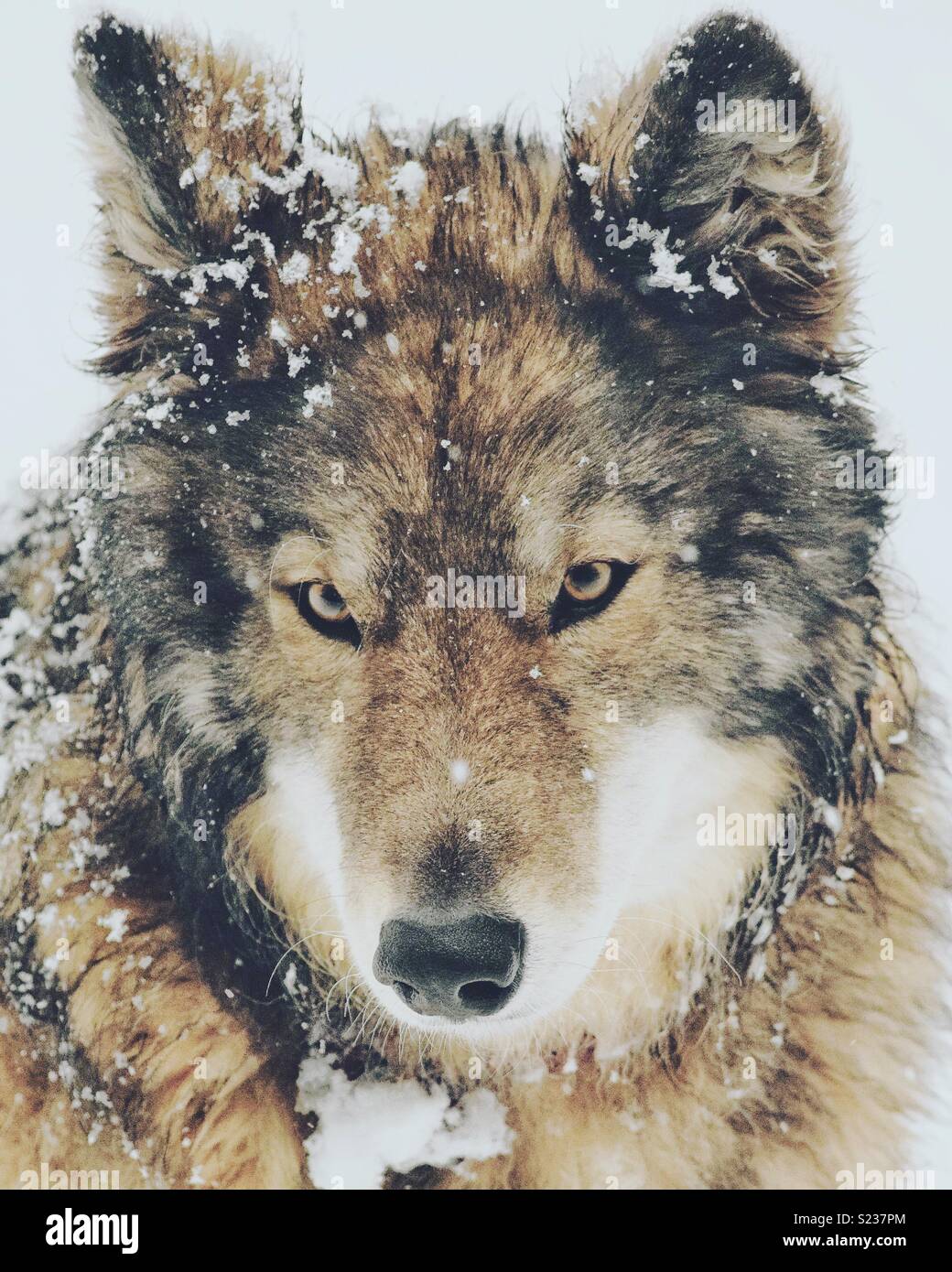 Un primer plano de un lobo-perro en la nieve. Foto de stock