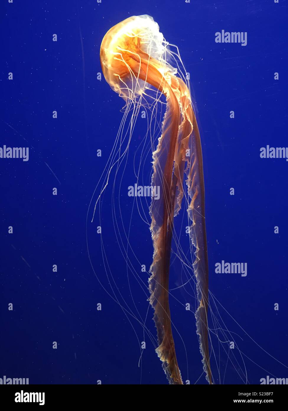 Las medusas flotantes Foto de stock