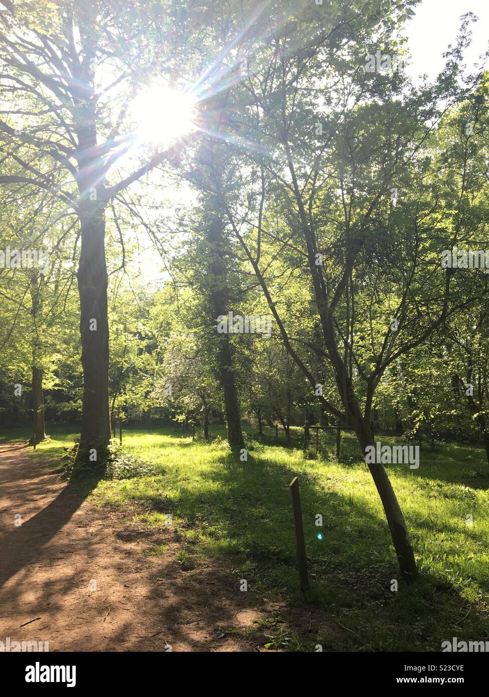 Campo caminata en el bosque, con el sol brillando a través. Foto de stock