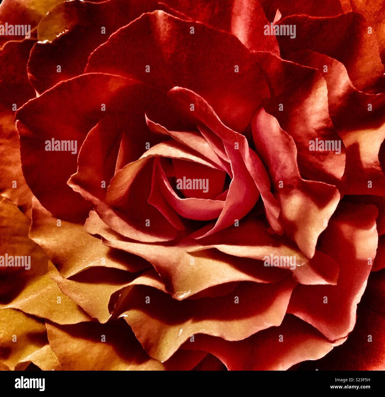 Primer plano de una flor de begonia roja Foto de stock