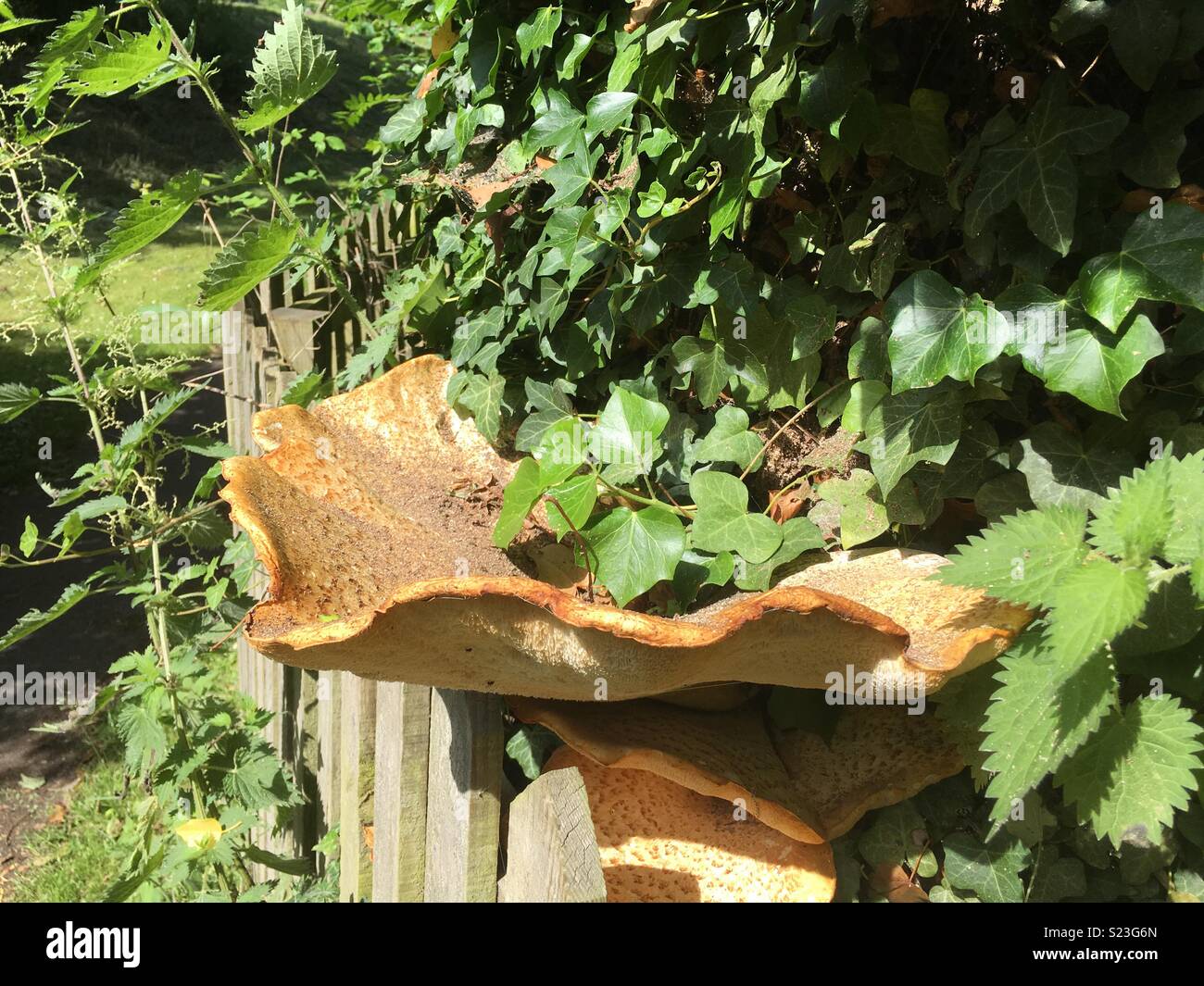 Un hongo gigante que crecen fuera de un árbol cerca de Little Gransden, Cambridgeshire, Inglaterra Foto de stock