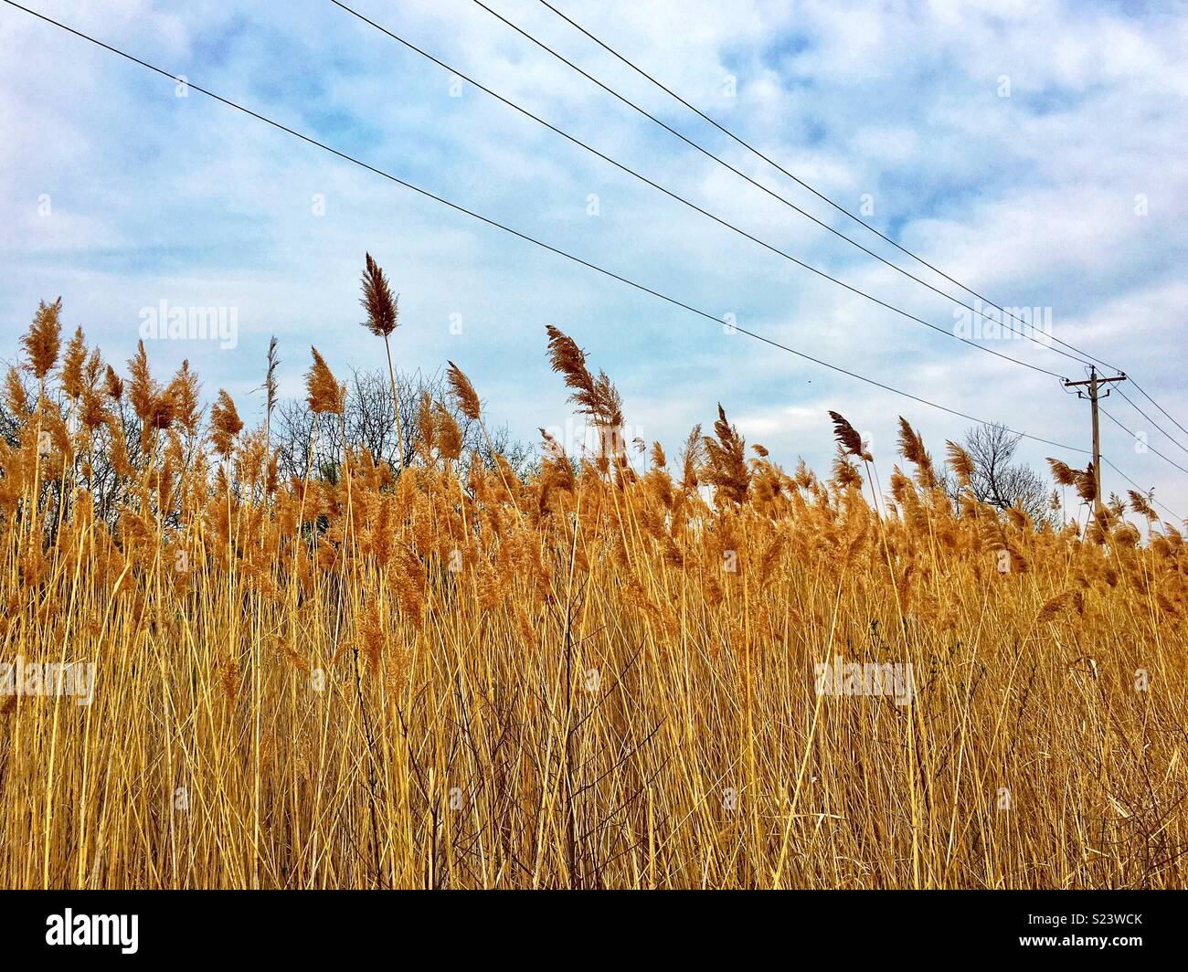 Marsh hierba con poste eléctrico y líneas de alimentación Foto de stock