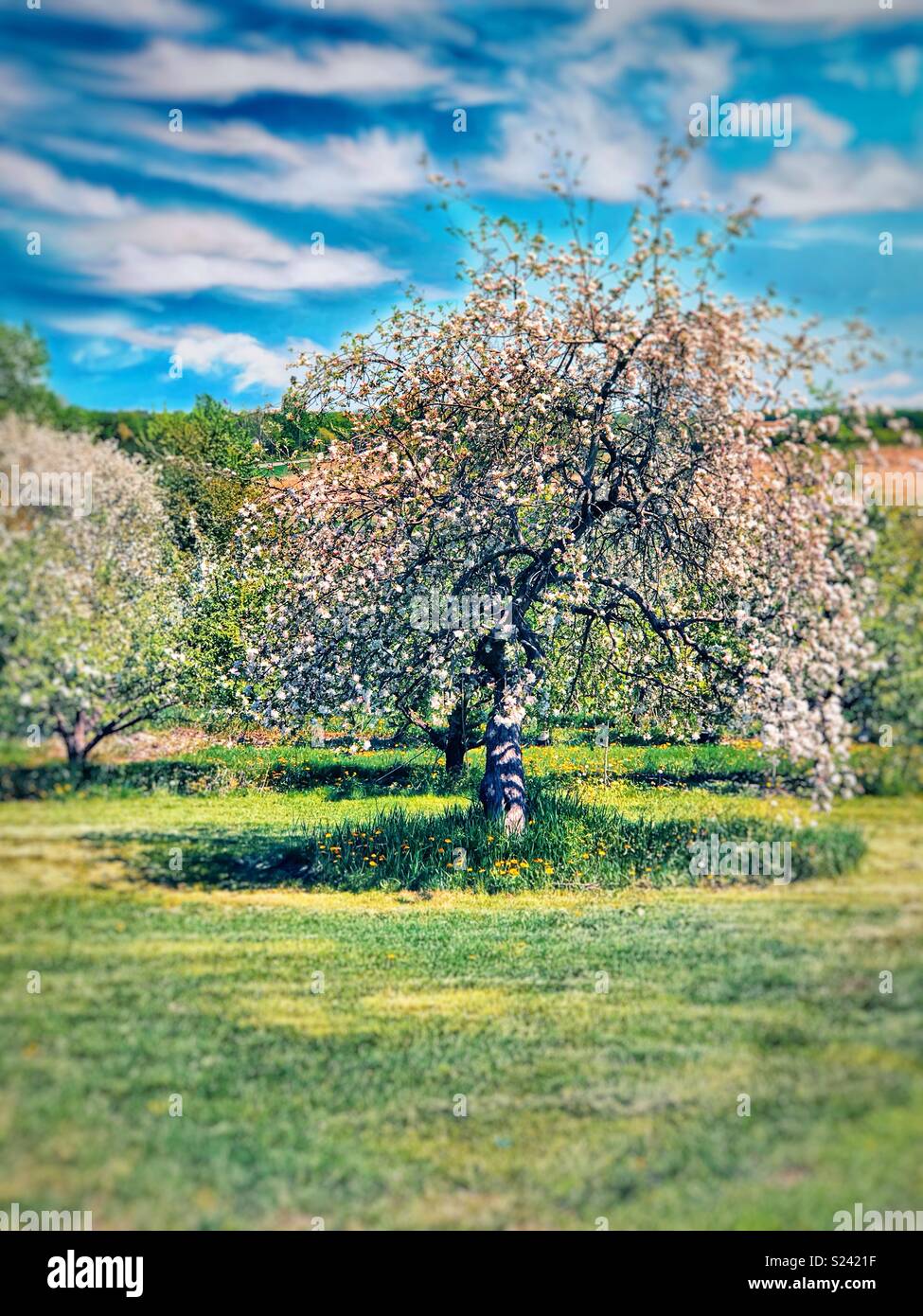 Manzano en flor Foto de stock