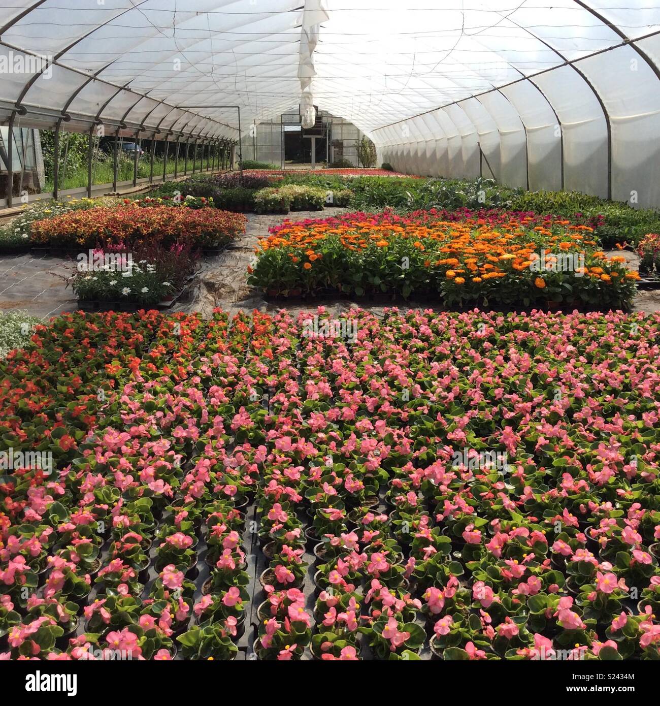 Las flores en invernadero listo para la jardinería en el vivero de plantas  Fotografía de stock - Alamy