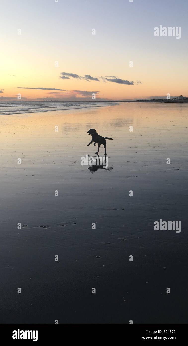 Cachorro amor en la playa Foto de stock