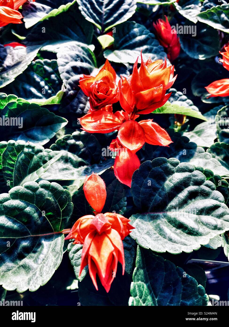 Salvia planta con flores rojas Foto de stock