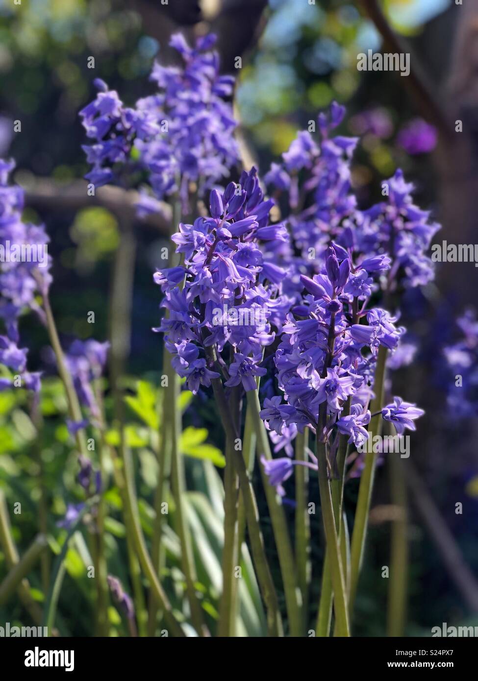 Las campánulas azules en el jardín, Hyacinthoides non-scripta, Asparagaceae Foto de stock