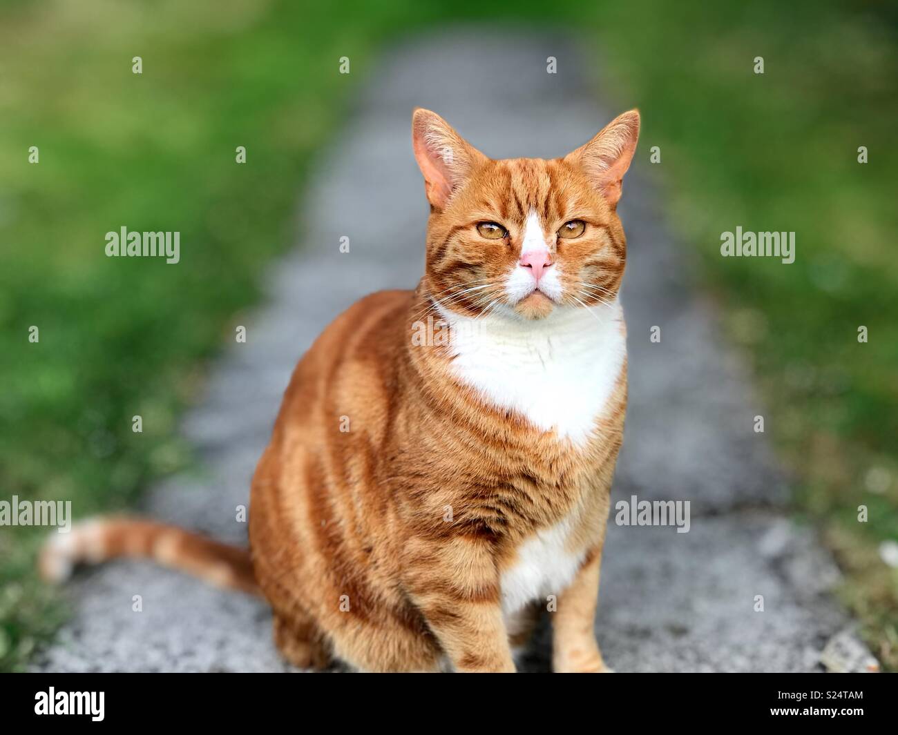 Un gato llamado Ginger Horace Foto de stock