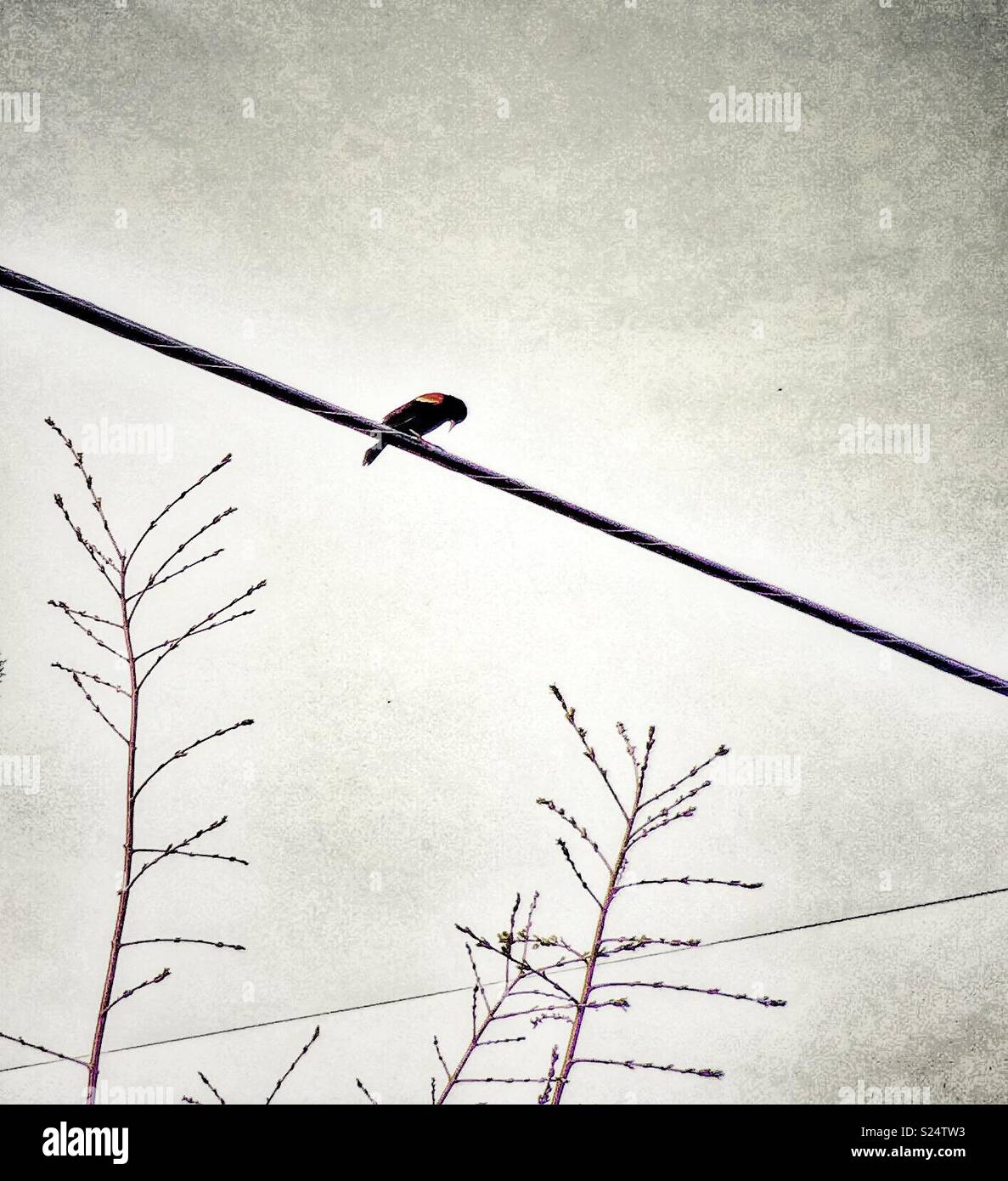 Red-Winged blackbird en cables telefónicos Foto de stock