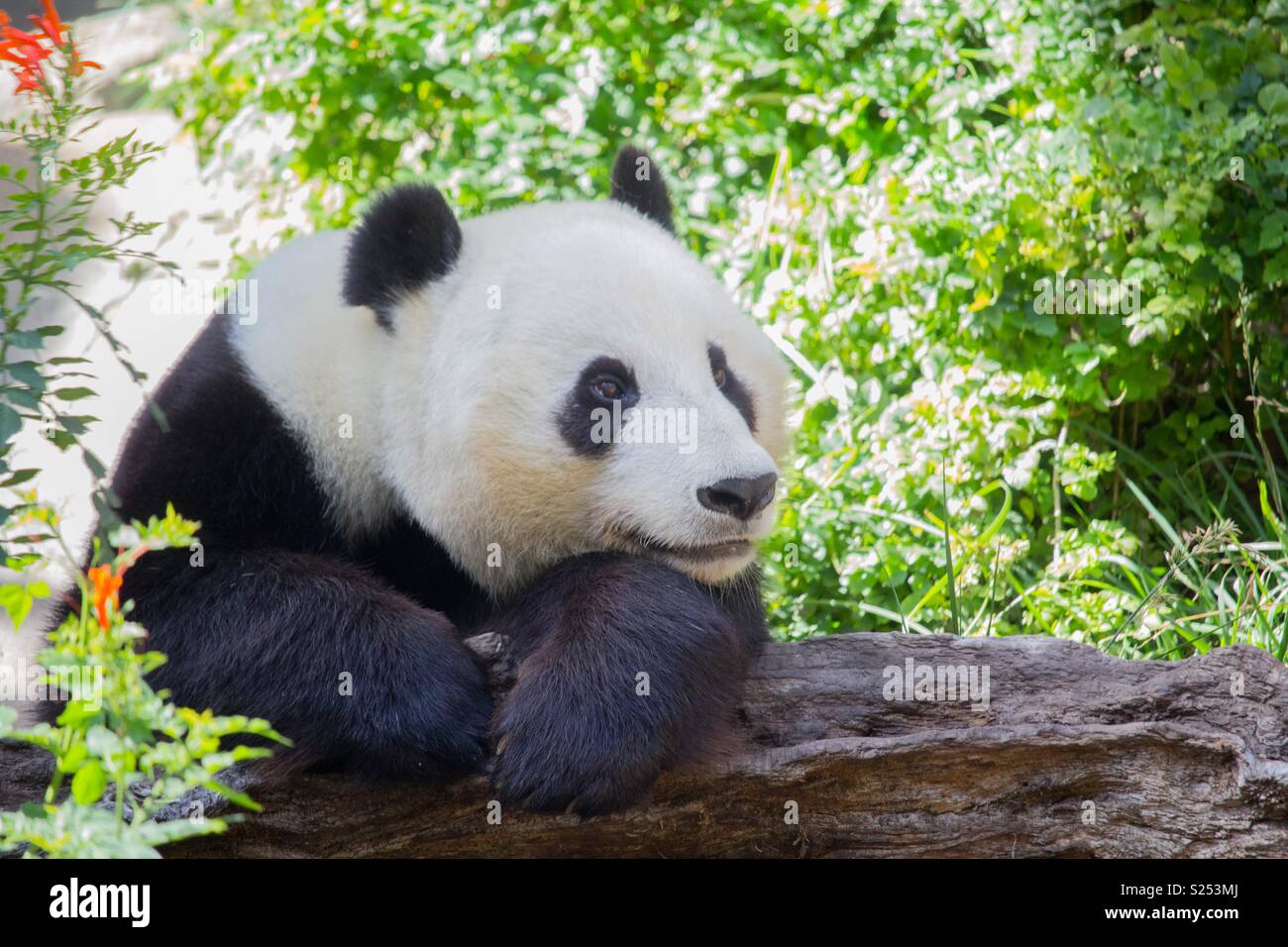 Oso panda Foto de stock