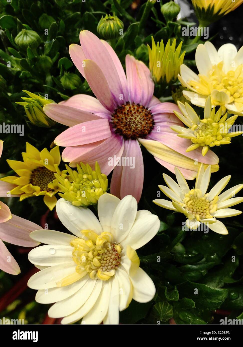 Flores bonitas fotografías e imágenes de alta resolución - Alamy