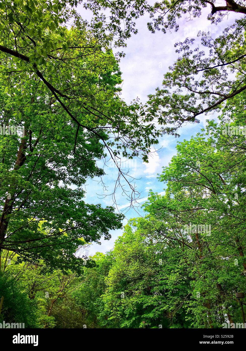 Verde bosque con cielo azul Foto de stock