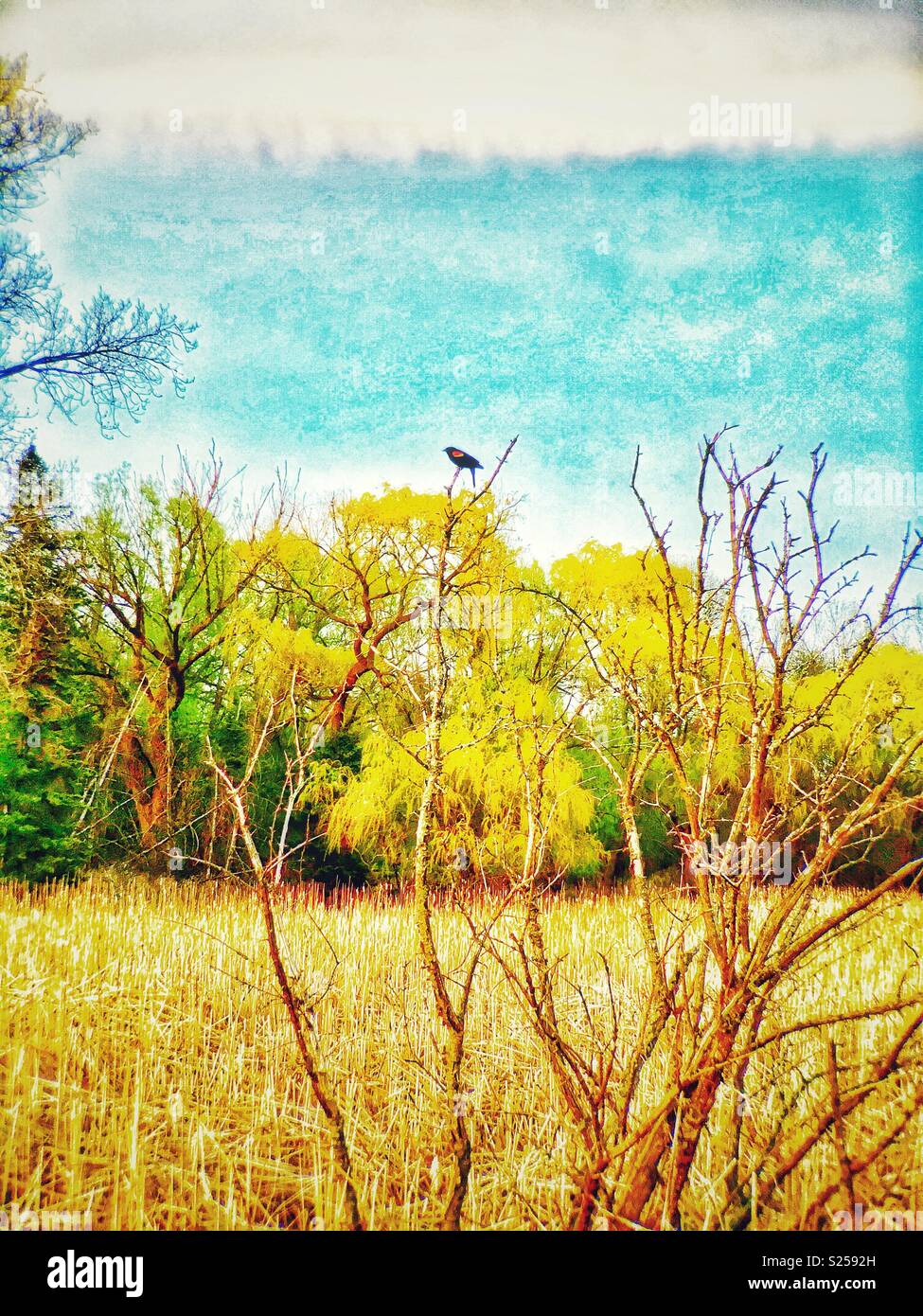 Red-winged blackbird encaramado en el árbol muerto en Marsh Foto de stock