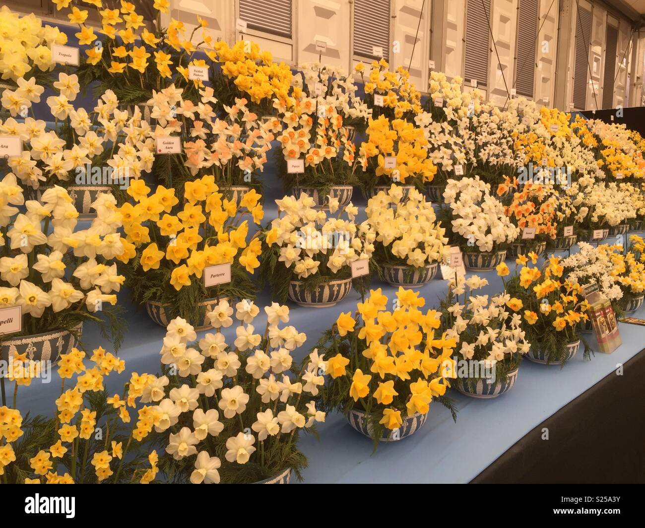 Narcisos en el Chelsea Flower Show 2018 Foto de stock