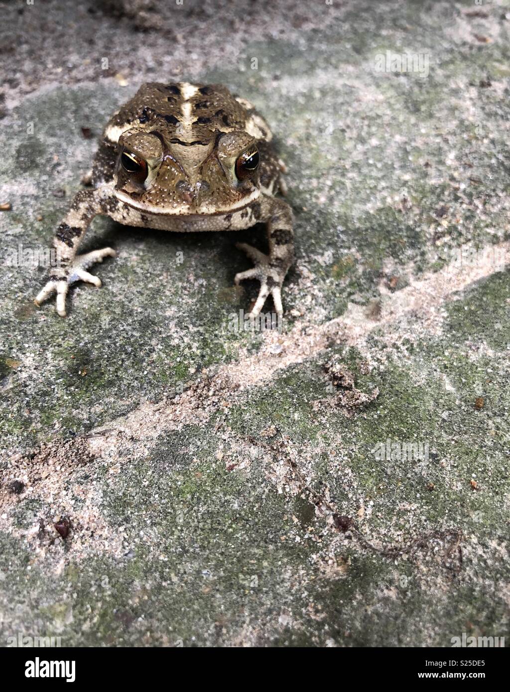 El Sapo de la costa del golfo en tonos de marrón, justo fuera del agua