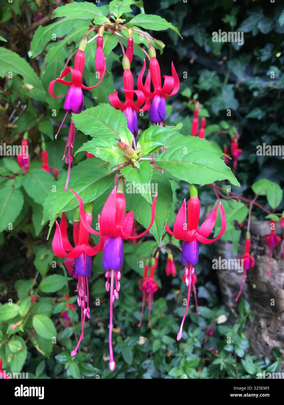 Flores de fresia fotografías e imágenes de alta resolución - Alamy