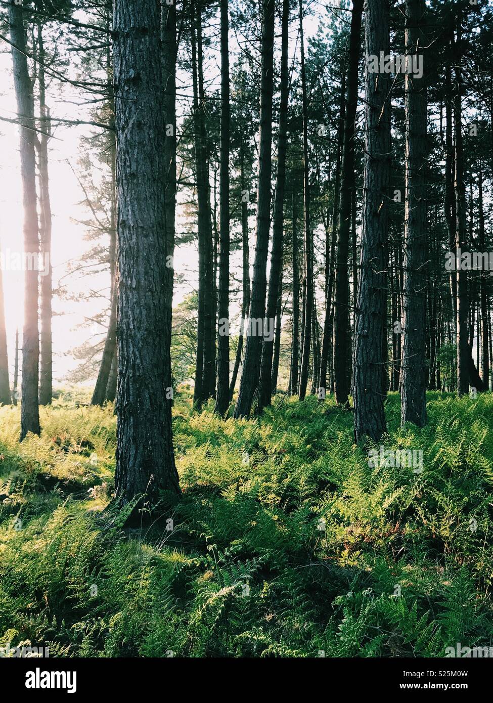 Por la noche la luz del sol iluminando los helechos en un bosque de pinos en Northumberland, Inglaterra. Foto de stock