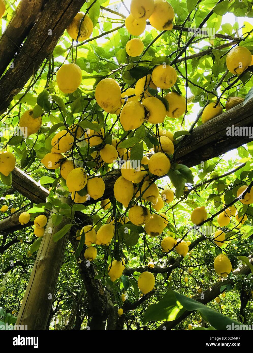 Los limones en un Lemon Grove en una fábrica en el limoncello de