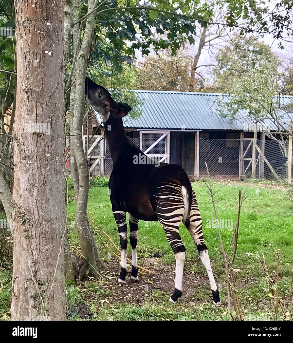 Lugar silvestre Okapi proyecto Bristol Foto de stock