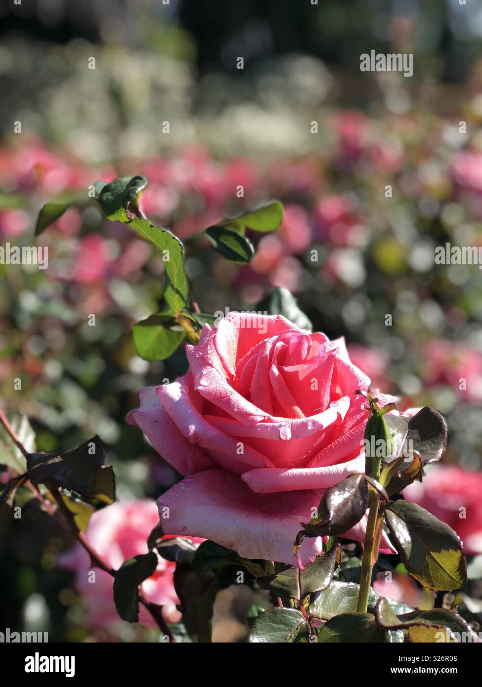 Cerca de una rosa rosa vivo en un arbusto, rodada en modo retrato. Foto de stock