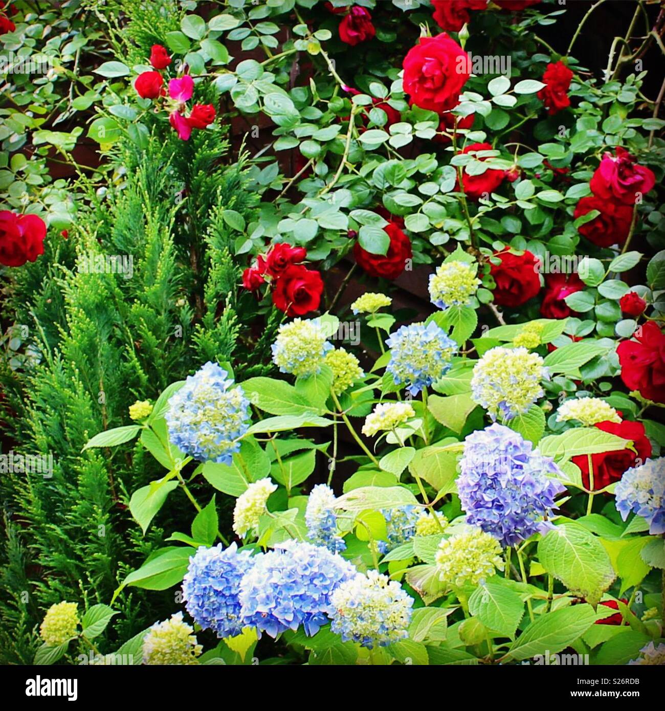 Hortensia Jardin