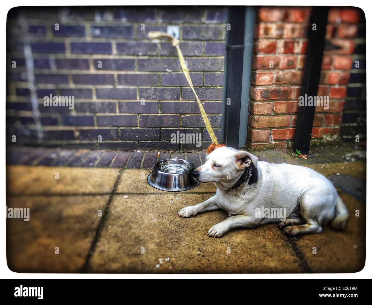 Perro amarrado fuera de una tienda Fotografía de stock - Alamy