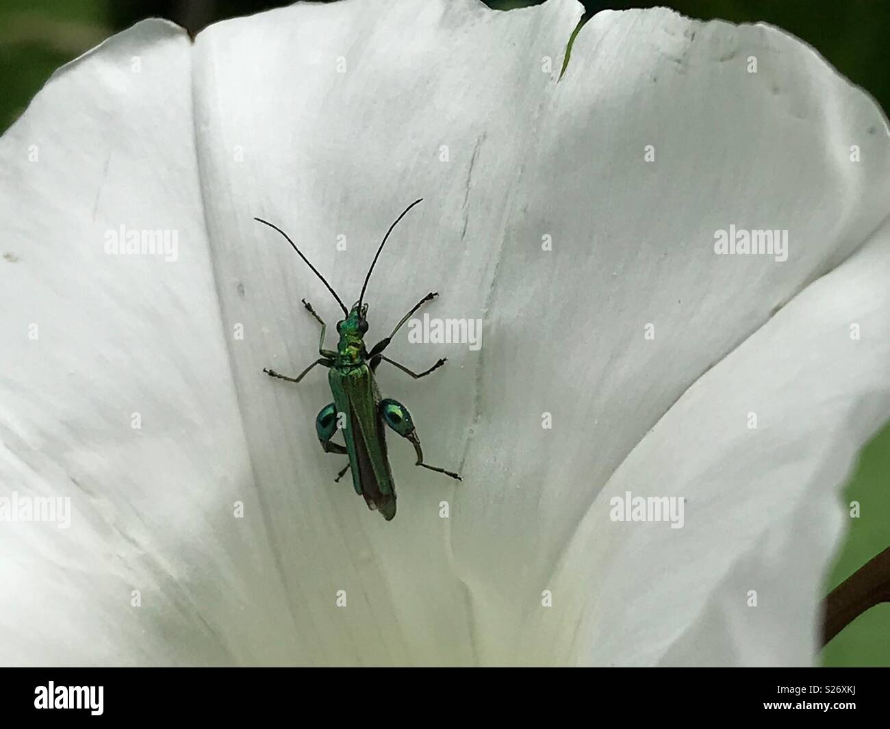 Patas gruesas escarabajo flor Foto de stock
