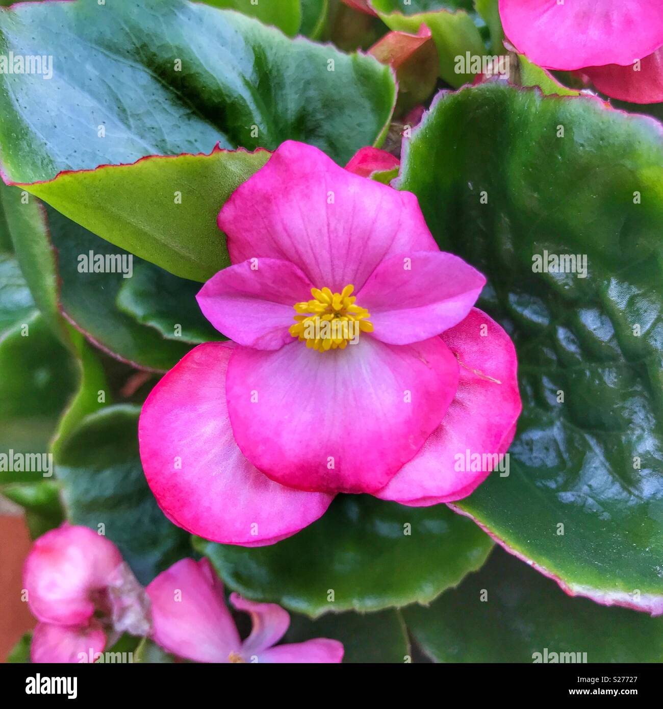 La begonia de cera, Begonia semperflorens-cultorum x Fotografía de stock -  Alamy