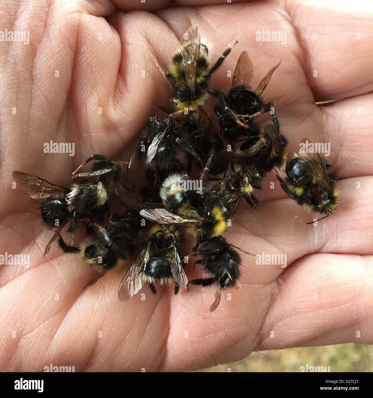 Una mano llena de muertos los abejorros. Los abejorros fueron encontrados muertos por debajo de un tilo. Su cree que la causa de muerte de los abejorros es que linden flowers contiene un tipo de azúcar que las abejas no pueden afrontar. Foto de stock
