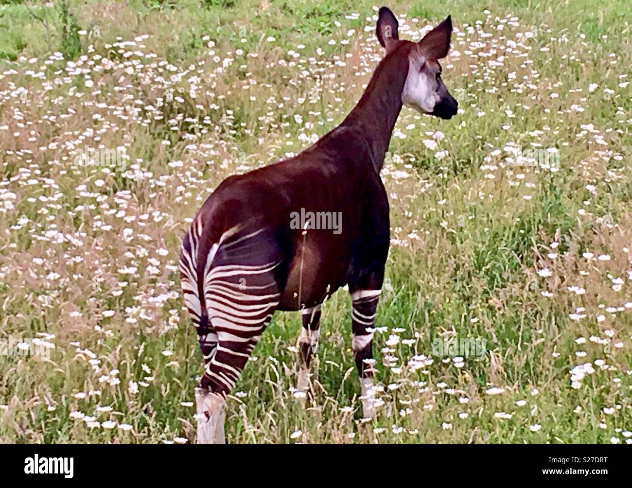 El Cual Fue Descubierto En El Congo Fotos E Im genes De Stock Alamy El Cual Fue Descubierto En El Congo Fotos E Im genes De Stock Alamy