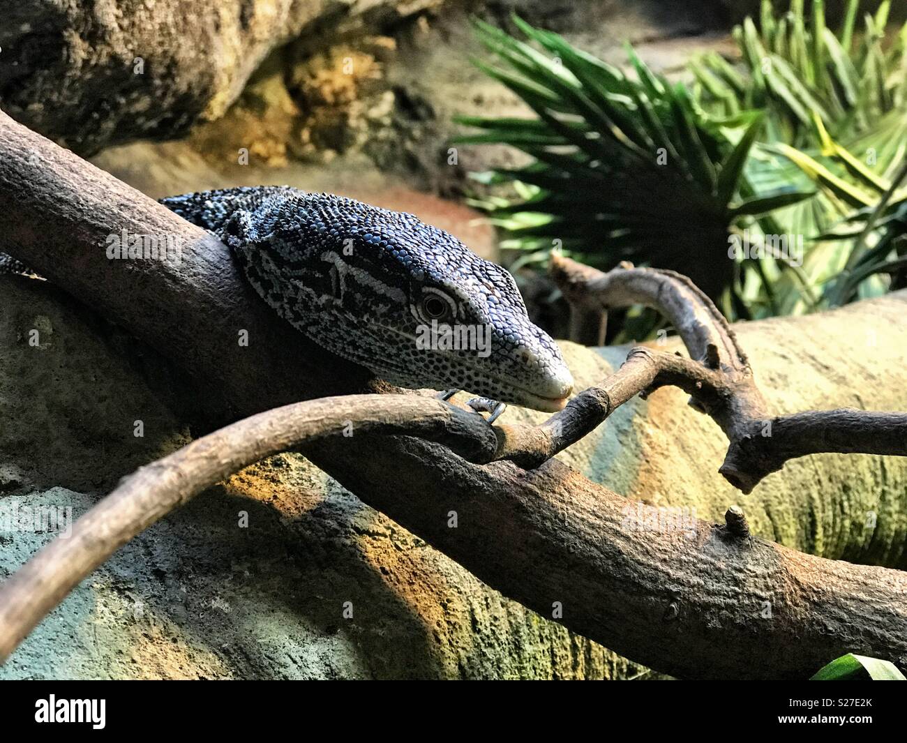 Cerca de una cabeza de serpiente que repta sobre los árboles Foto de stock