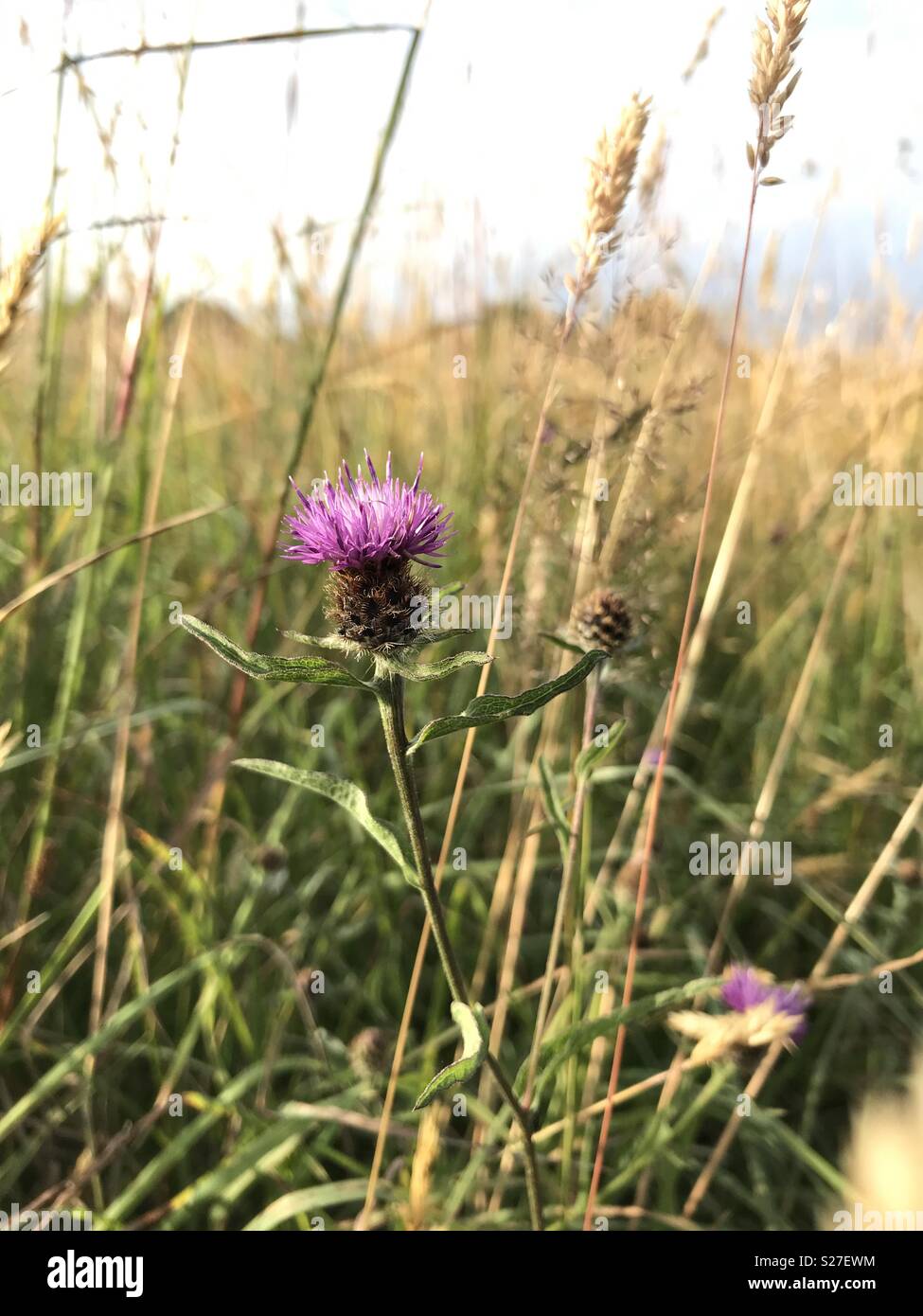 Primer plano de una flor morada en campo de hierba alta Fotografía de stock - Alamy Primer plano de una flor morada en campo de hierba alta Fotografía de stock - Alamy
