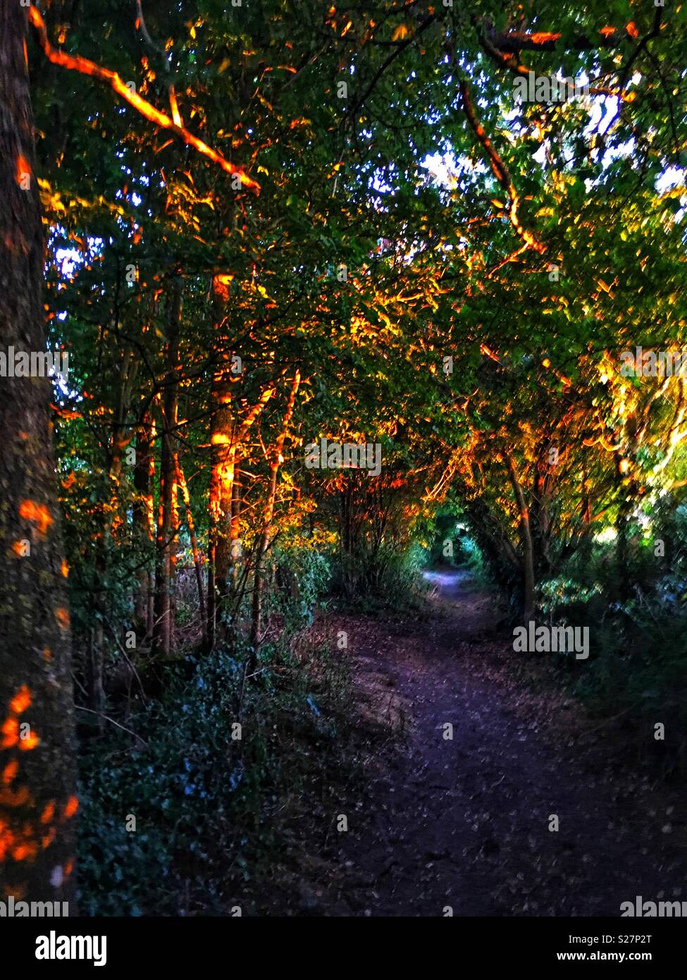 El bosque encantado sunset Foto de stock