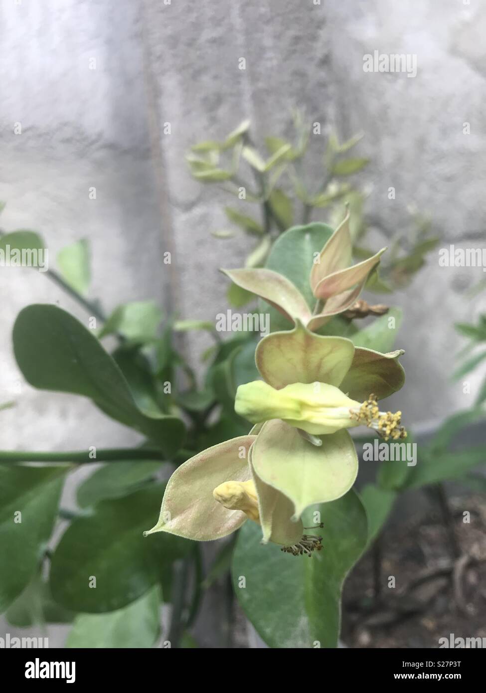 Comienza desde el huevo y luego parece un pájaro en flor fotografías e  imágenes de alta resolución - Alamy